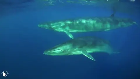 Las ballenas ya tienen su propio santuario en Tenerife, una franja marina de 22 kilómetros entre Teno y Las Galletas Las ballenas ya tienen su propio santuario en Tenerife, una franja marina de 22 kilómetros entre Teno y Las Galletas