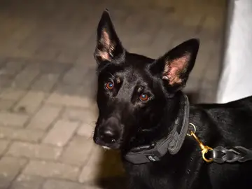 Un estudio revela que los perros pueden detectar hasta el 94% de los casos de coronavirus, incluso en asintomáticos Un estudio revela que los perros pueden detectar hasta el 94% de los casos de coronavirus, incluso en asintomáticos