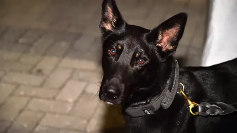 Un estudio revela que los perros pueden detectar hasta el 94% de los casos de coronavirus, incluso en asintomáticos Los perros pueden detectar el coronavirus gracias a su sentido del olfato, según un estudio alemán.