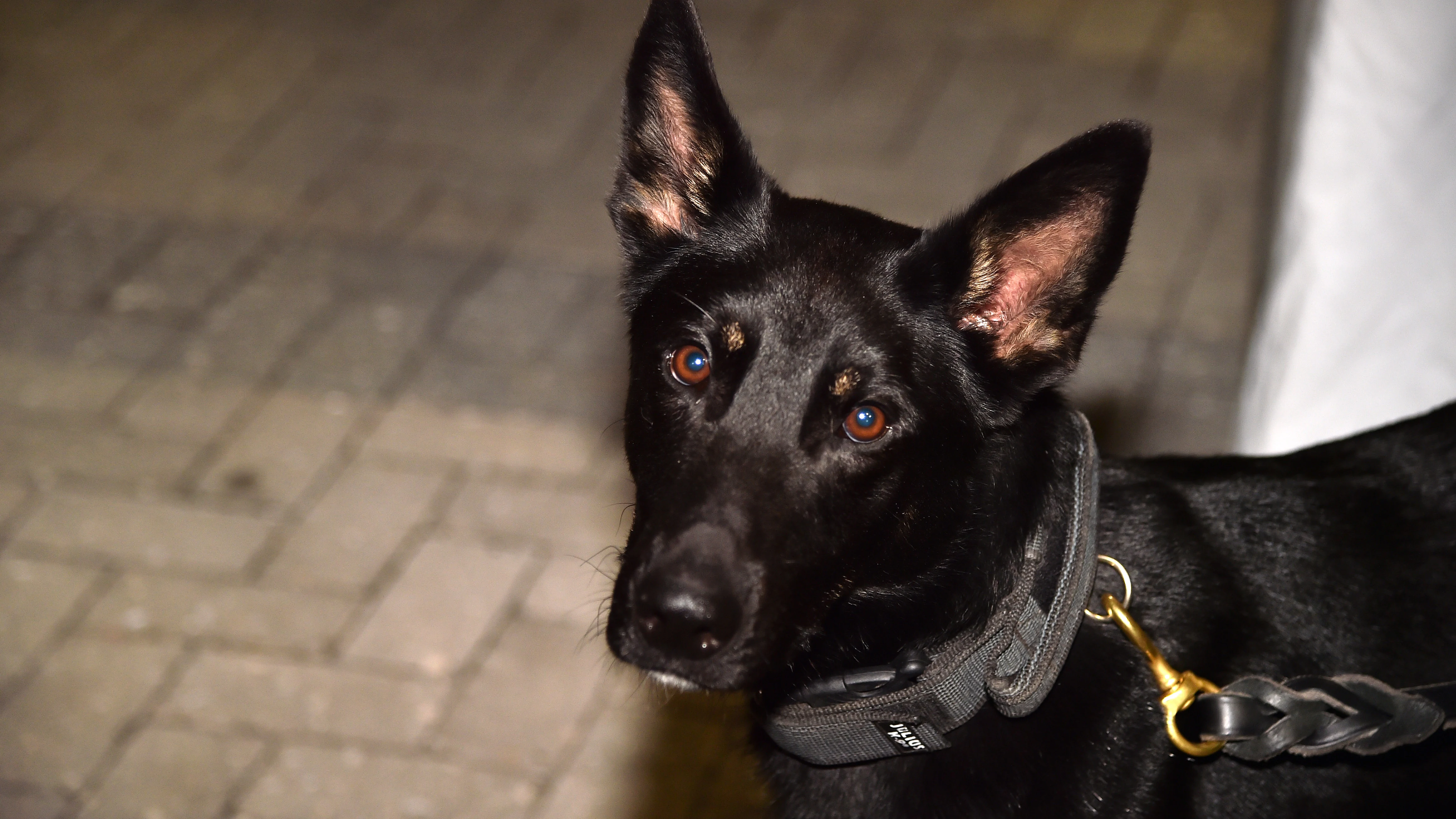 Un estudio revela que los perros pueden detectar hasta el 94% de los casos de coronavirus, incluso en asintomáticos Los perros pueden detectar el coronavirus gracias a su sentido del olfato, según un estudio alemán.