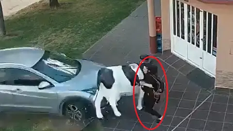 El exfutbolista Estanislao Ayuso atropella a una mujer se salva de milagro gracias a la réplica de una vaca El exfutbolista Estanislao Ayuso atropella a una mujer se salva de milagro gracias a la réplica de una vaca