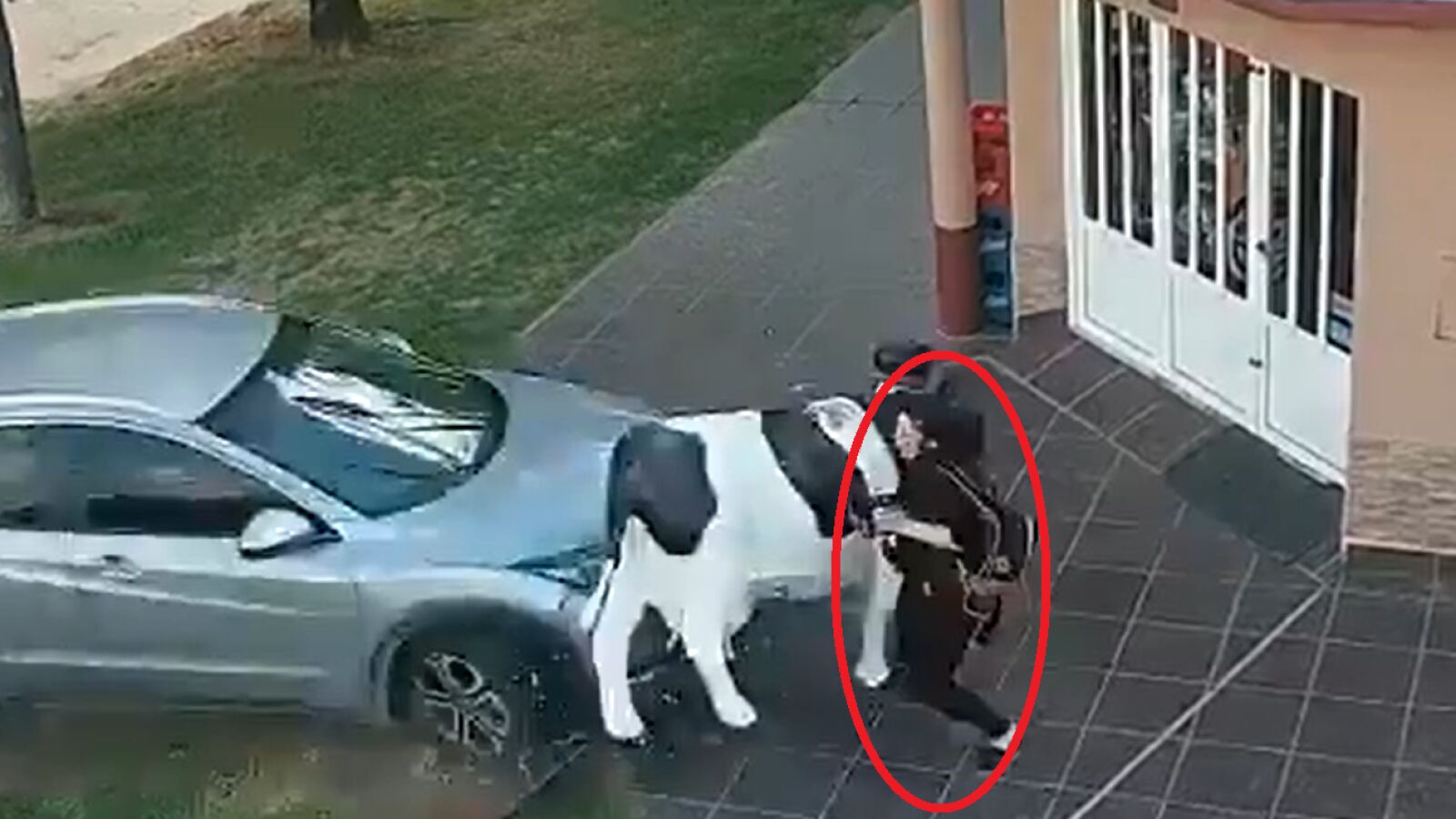El exfutbolista Estanislao Ayuso atropella a una mujer que se salva de milagro gracias a la réplica de una vaca