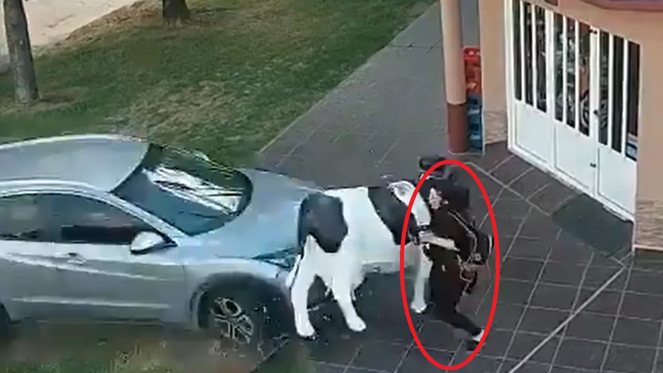 El exfutbolista Estanislao Ayuso atropella a una mujer se salva de milagro gracias a la r&eacute;plica de una vaca