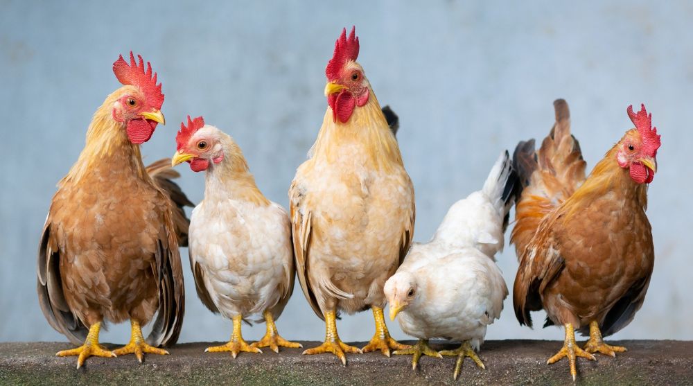 Cuatro tipos de huevo según la gallina ponedora