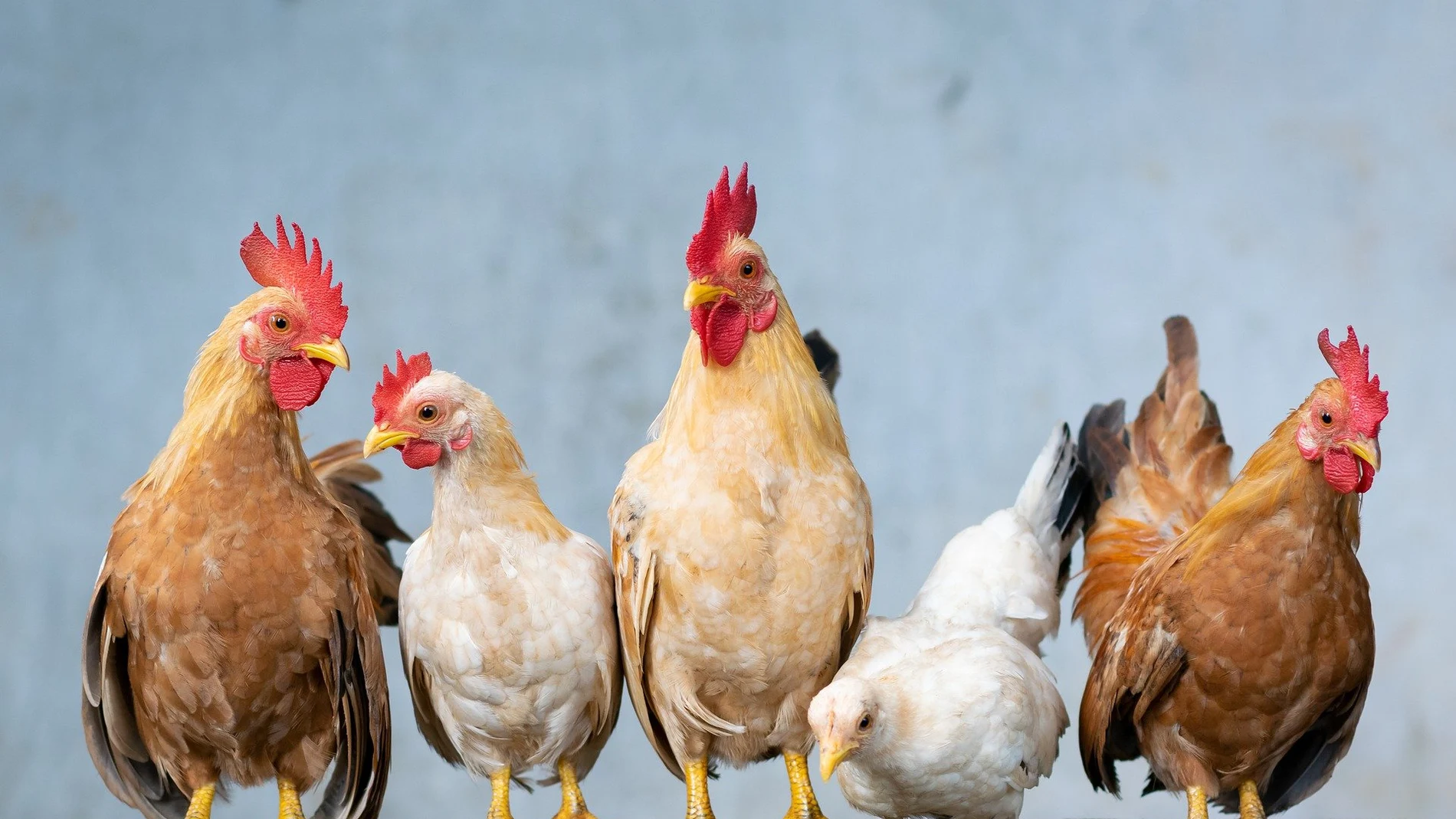 Cuatro tipos de huevo según la gallina ponedora Cuatro tipos de huevo según la gallina ponedora