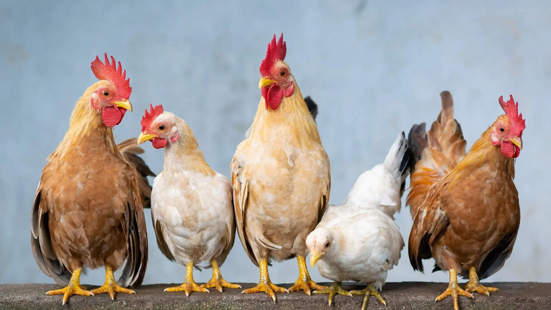 Cuatro tipos de huevo seg&uacute;n la gallina ponedora