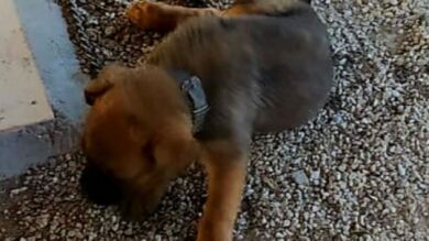 Rescatan en Murcia a dos cachorros a los que su dueño fracturara las piernas