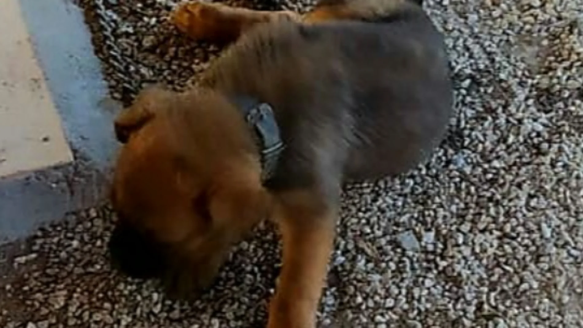 Dos cachorros maltratados rescatados de su dueño Dos cachorros maltratados rescatados de su dueño
