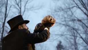 D&iacute;a de la Marmota? 2021: Origen de la expresi&oacute;n e historia de la predicci&oacute;n de Phil