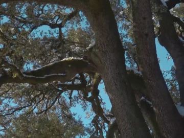 La Carrasca milenaria de Lecina en Huesca busca convertirse en el &Aacute;rbol Europeo del a&ntilde;o 2021