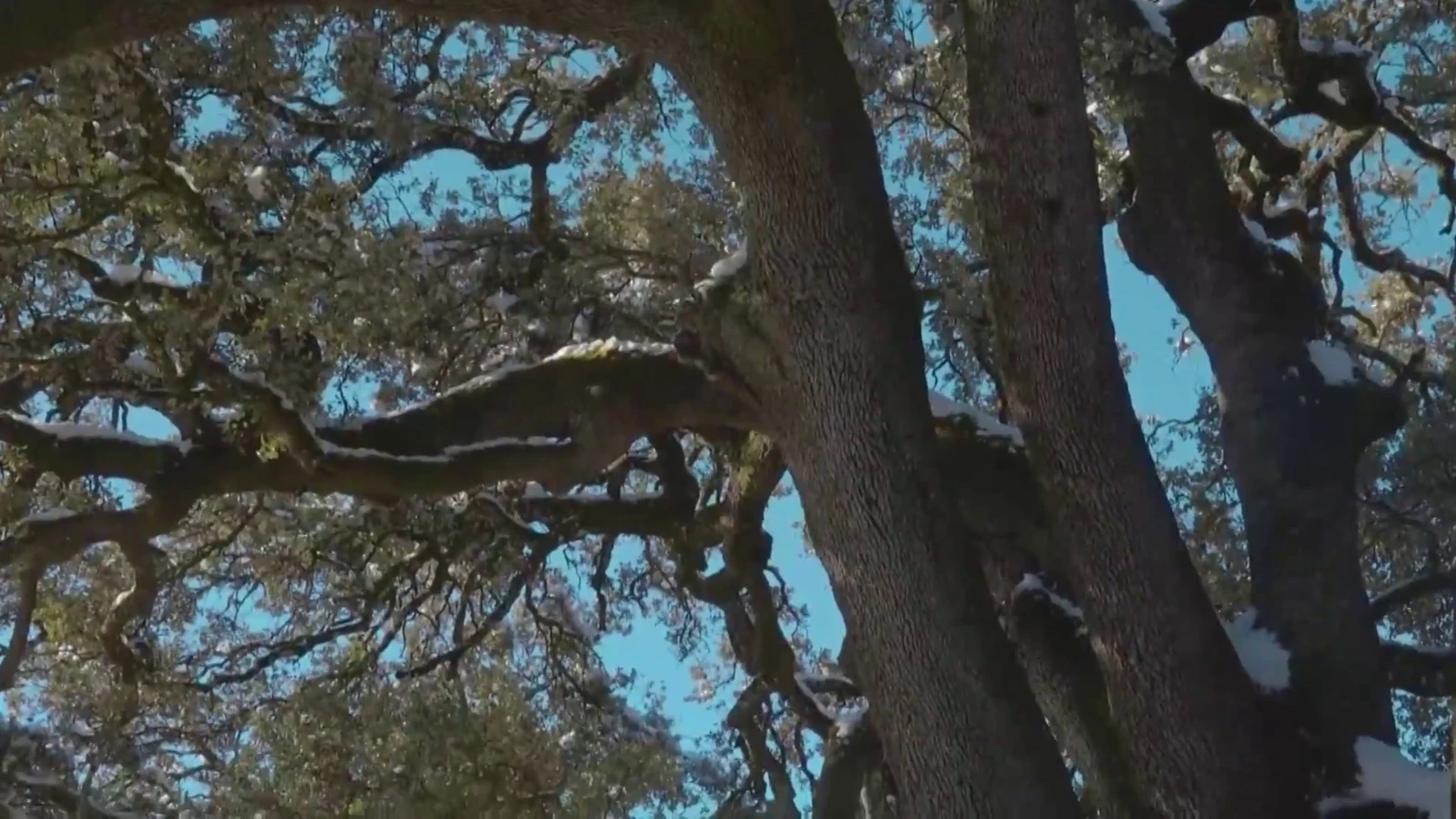 La Carrasca milenaria de Lecina en Huesca busca convertirse en el &Aacute;rbol Europeo del a&ntilde;o 2021