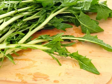 Achicoria Achicoria