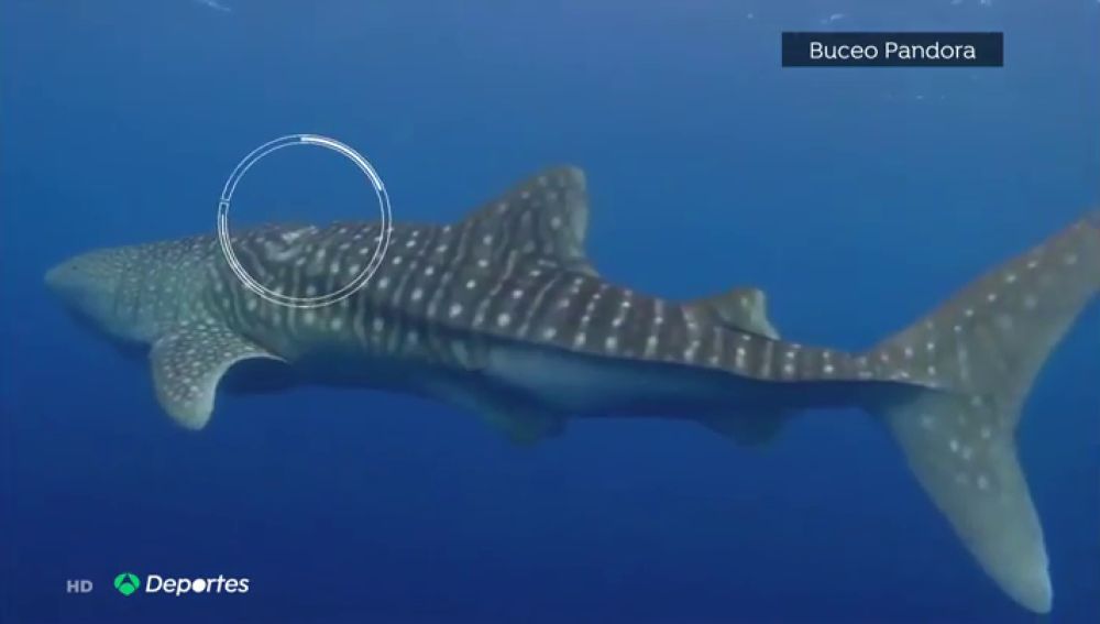 Espectacular rescate de unos buceadores españoles a un tiburón ballena en Maldivas