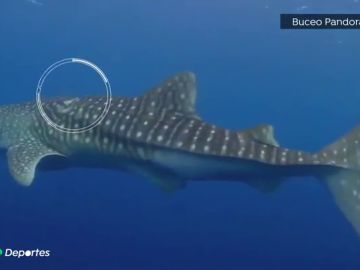 Espectacular rescate de unos buceadores españoles a un tiburón ballena en Maldivas