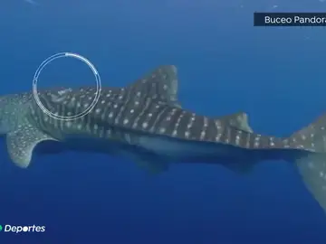 Espectacular rescate de unos buceadores españoles a un tiburón ballena en Maldivas Espectacular rescate de unos buceadores españoles a un tiburón ballena en Maldivas