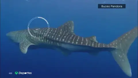 Espectacular rescate de unos buceadores españoles a un tiburón ballena en Maldivas Espectacular rescate de unos buceadores españoles a un tiburón ballena en Maldivas