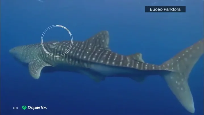 Espectacular rescate de unos buceadores espa&ntilde;oles a un tibur&oacute;n ballena en Maldivas