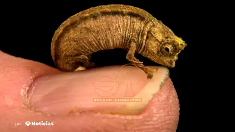 nanocamaleon nanocamaleon