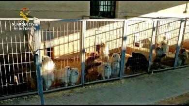 Detienen a un veterinario y a un criador por cortar las cuerdas vocales a 10 perros