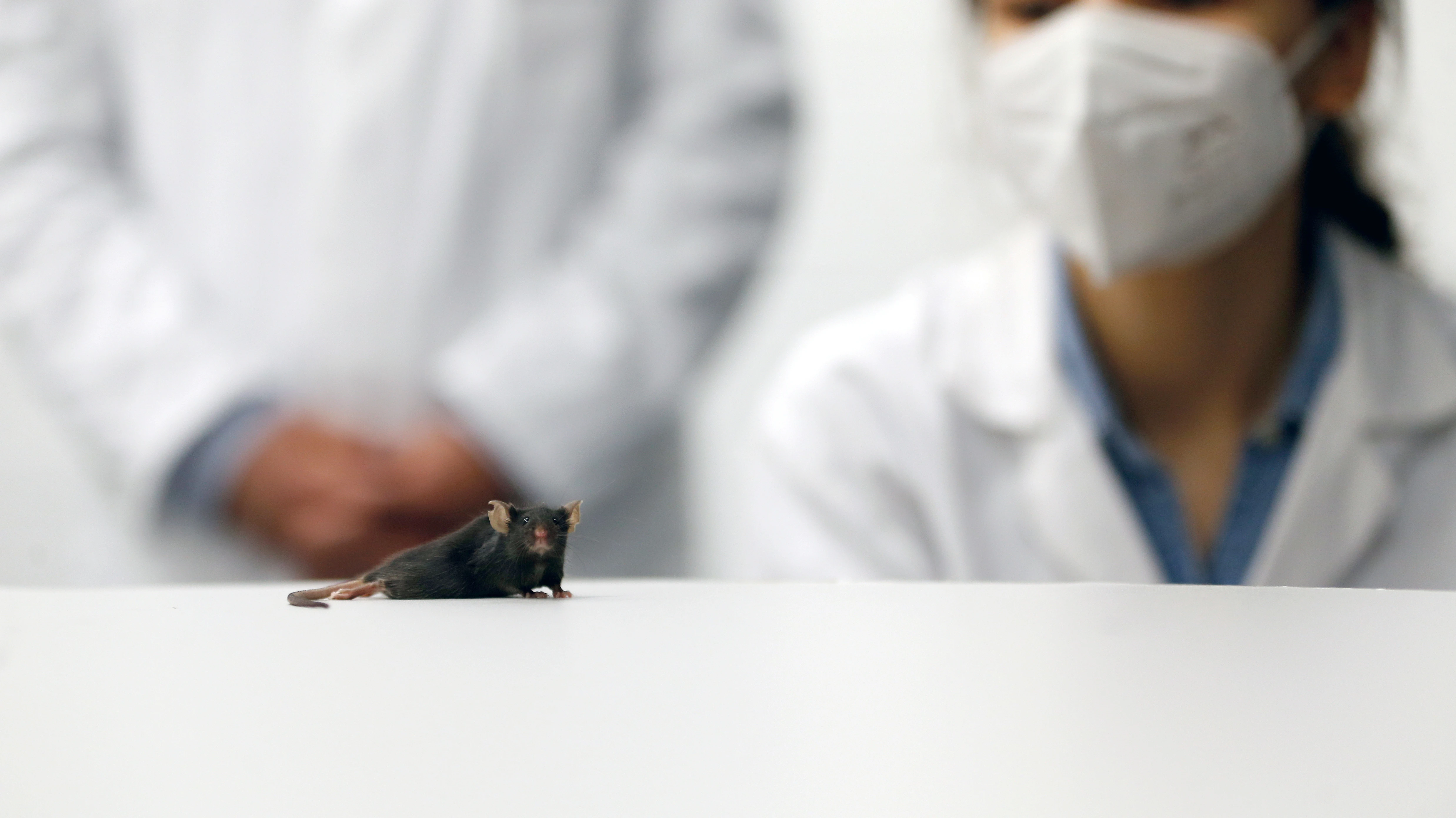 Qué sabemos del anticuerpo diseñado por científicos que puede prevenir el coronavirus Qué sabemos del anticuerpo diseñado por científicos que puede prevenir el coronavirus