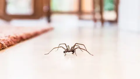 Plagas de arañas en las casas australianas Plagas de arañas en las casas australianas