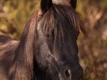 Un cazador abate a un poni de la raza Pottoka en el Parque de Garraf Un cazador abate a un poni de la raza Pottoka en el Parque de Garraf