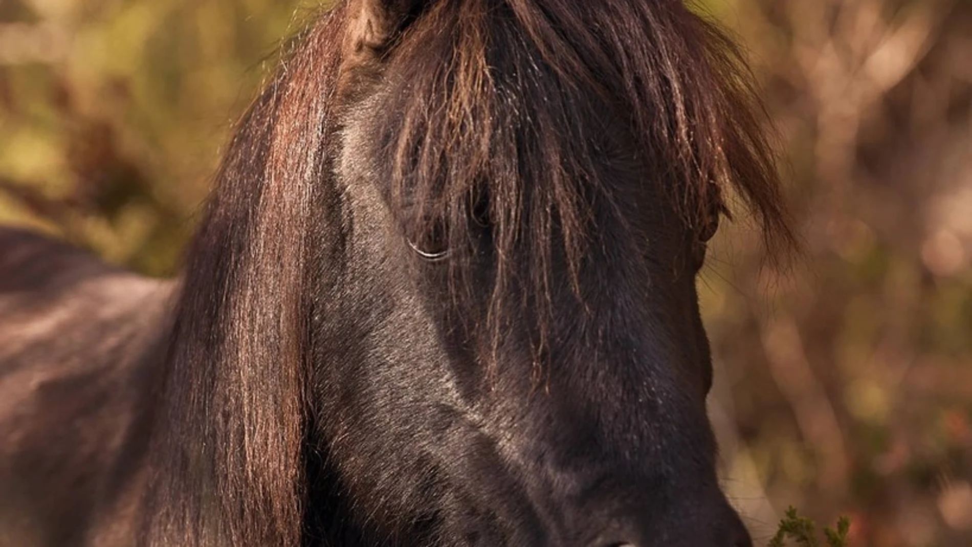 Un cazador abate a un poni de la raza Pottoka en el Parque de Garraf Un cazador abate a un poni de la raza Pottoka en el Parque de Garraf