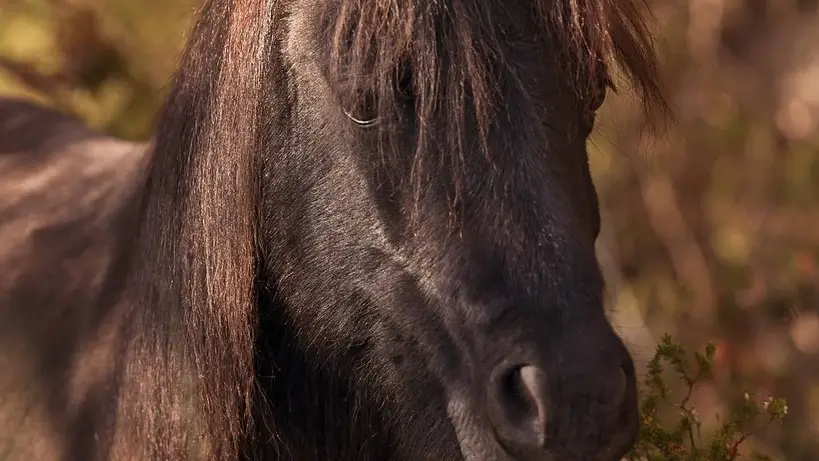 Un cazador abate a un poni de la raza Pottoka en el Parque de Garraf Un cazador abate a un poni de la raza Pottoka en el Parque de Garraf