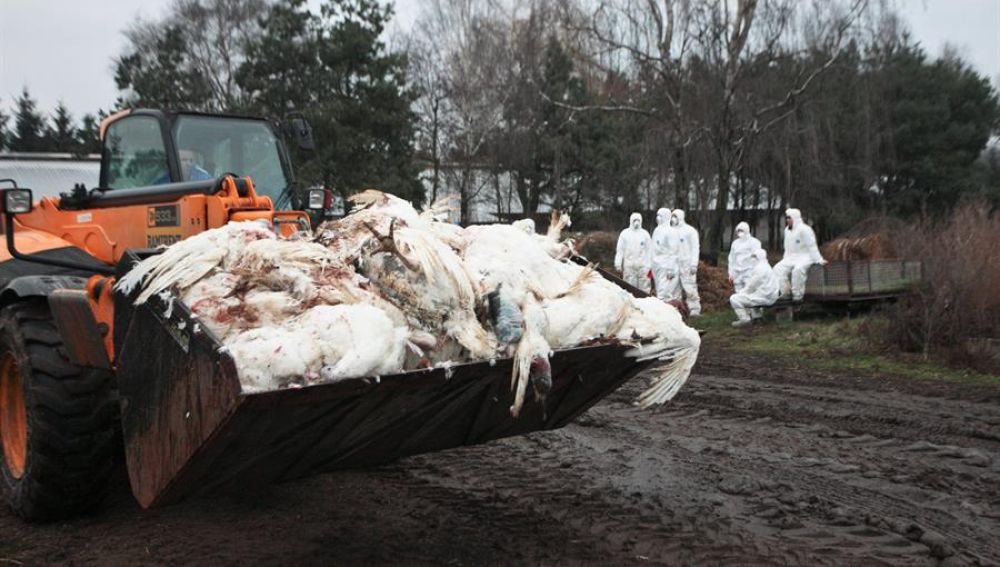 Todo lo que sabemos de la gripe aviar H5N8 que Rusia acaba de detectar por primera vez en humanos
