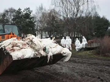Todo lo que sabemos de la gripe aviar H5N8 que Rusia acaba de detectar por primera vez en humanos Todo lo que sabemos de la gripe aviar H5N8 que Rusia acaba de detectar por primera vez en humanos