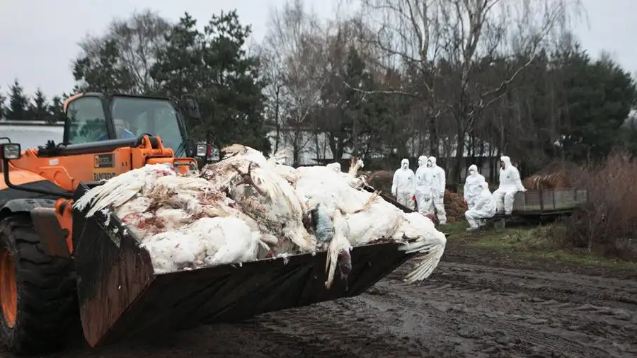 Todo lo que sabemos de la gripe aviar H5N8 que Rusia acaba de detectar por primera vez en humanos Todo lo que sabemos de la gripe aviar H5N8 que Rusia acaba de detectar por primera vez en humanos