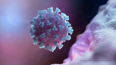 Coronavirus: Así funciona la variación genética 'NKG2C' que explica los casos graves de COVID-19 'NKG2C', así funciona la variación genética que explica los casos graves de coronavirus