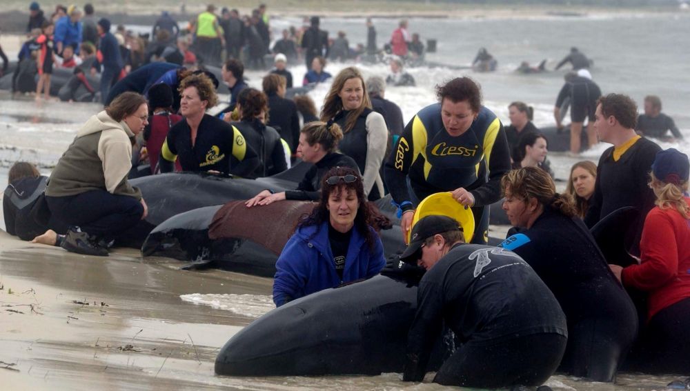 Rescate de ballenas varadas en Farewell Spit (Nueva Zelanda).