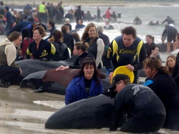 Rescate de ballenas varadas en Farewell Spit (Nueva Zelanda).