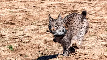 Imagen de un lince ibérico Imagen de un lince ibérico