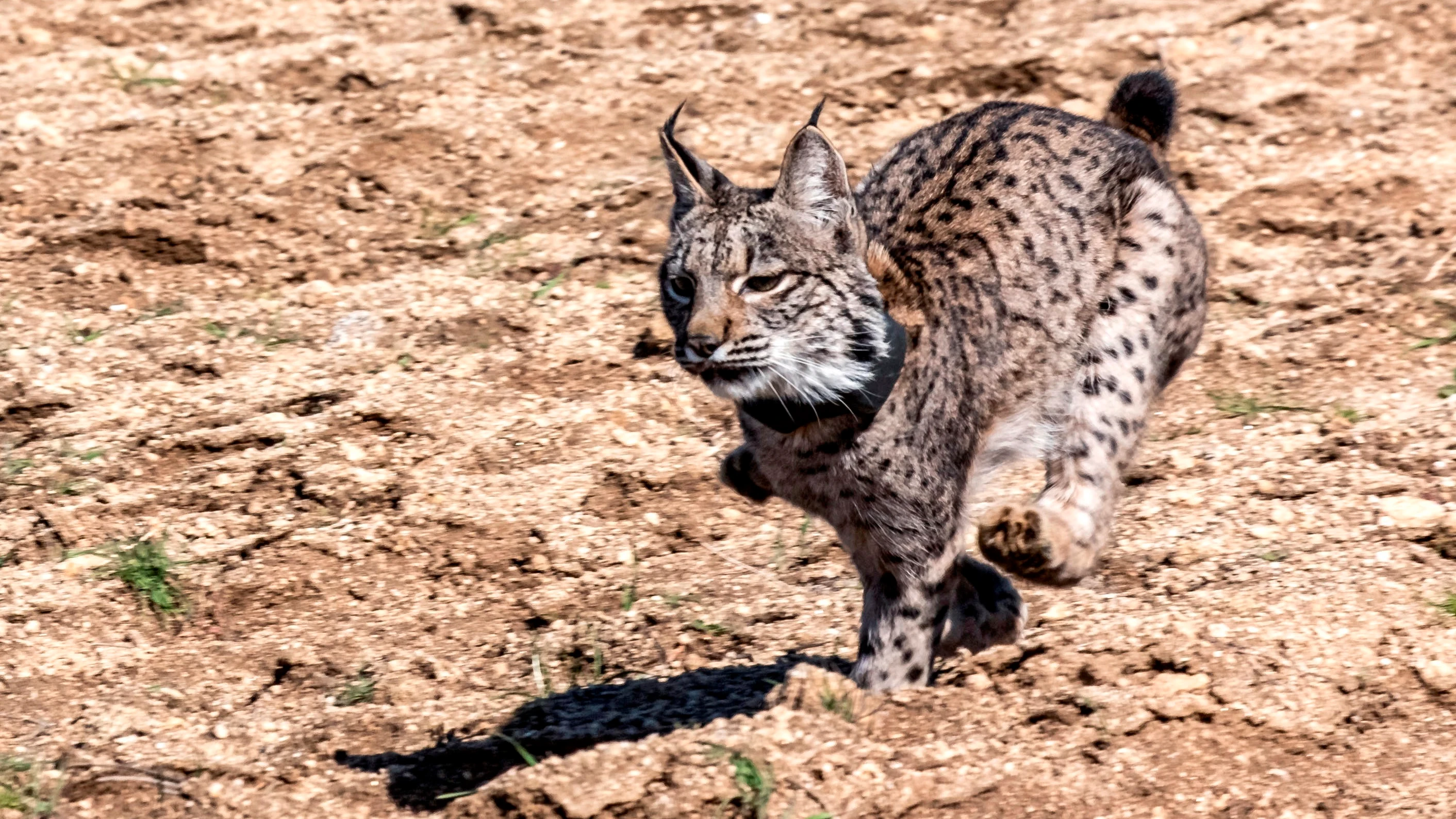 Imagen de un lince ibérico Nacen por primera vez 6 linces de una misma camada en Jaén