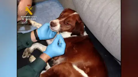 El Seprona investiga a una mujer por tirar 3 cachorros de perro vivos a un contenedor de basura El Seprona investiga a una mujer por tirar 3 cachorros de perro vivos a un contenedor de basura