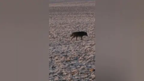 Lobos Lobos