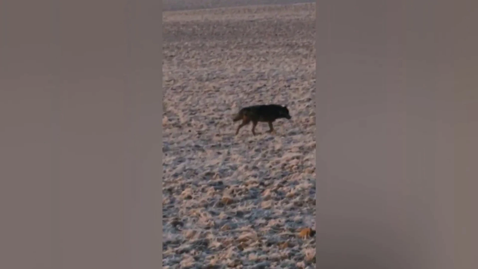 Lobos Lobos
