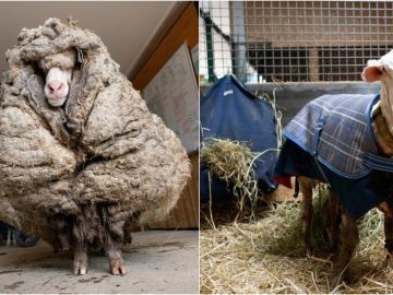 Baarack, la oveja australiana rescatada tras cinco años perdida y a la que han esquilado 35 kilos de lana