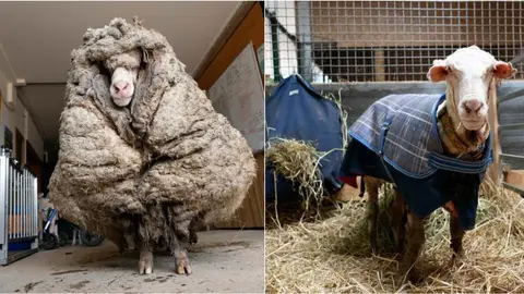 Baarack, la oveja australiana rescatada tras cinco años perdida y a la que han esquilado 35 kilos de lana Baarack, la oveja australiana rescatada tras cinco años perdida y a la que han esquilado 35 kilos de lana