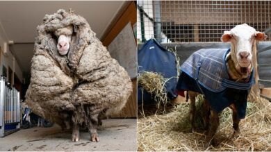 Baarack, la oveja australiana rescatada tras cinco años perdida y a la que han esquilado 35 kilos de lana