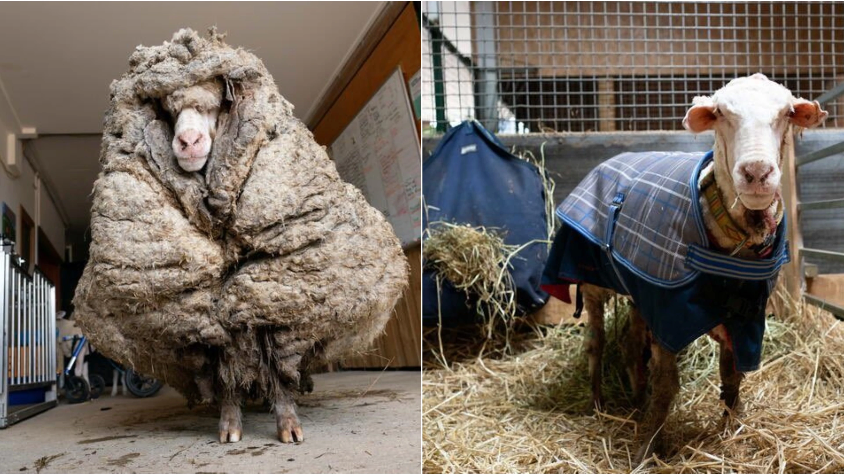 Baarack, la oveja australiana rescatada tras cinco años perdida y a la que han esquilado 35 kilos de lana Baarack, la oveja australiana rescatada tras cinco años perdida y a la que han esquilado 35 kilos de lana