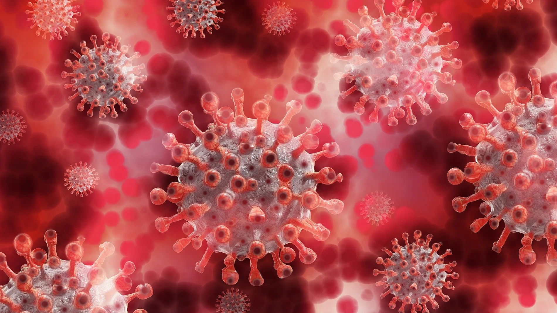 Las proteínas accesorias del coronavirus determinan la gravedad de la enfermedad, según un estudio Las proteínas accesorias del coronavirus determinan la gravedad de la enfermedad, según un estudio