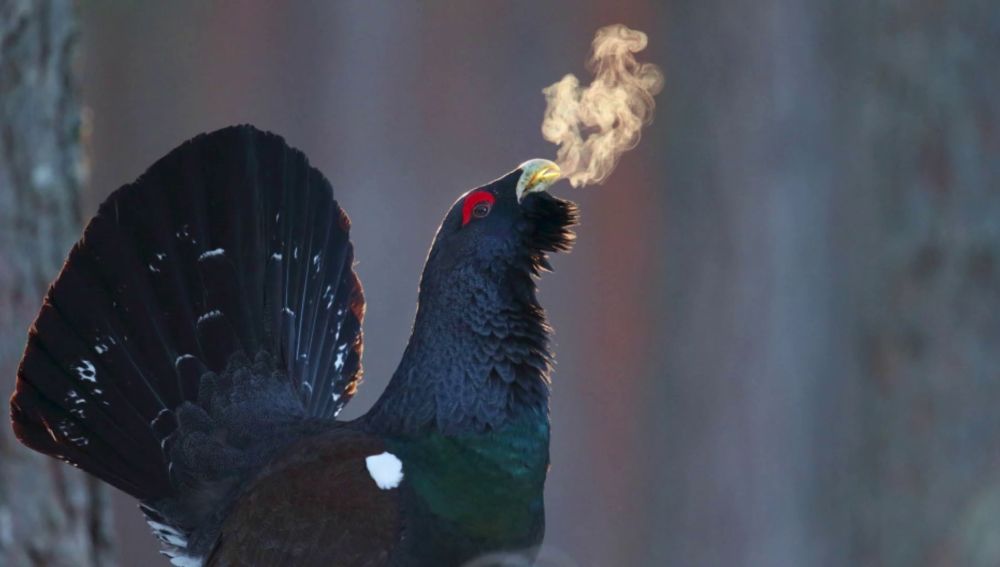 Las fotos de aves finalistas del FIO 2021