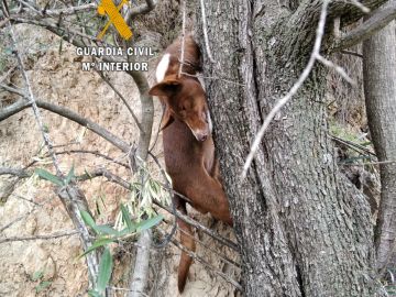 Detenidas 2 personas por ahorcar a un perro y tirarlo por un precipicio porque no servía para la caza en Málaga