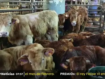 terneros terneros