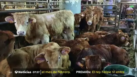 terneros terneros