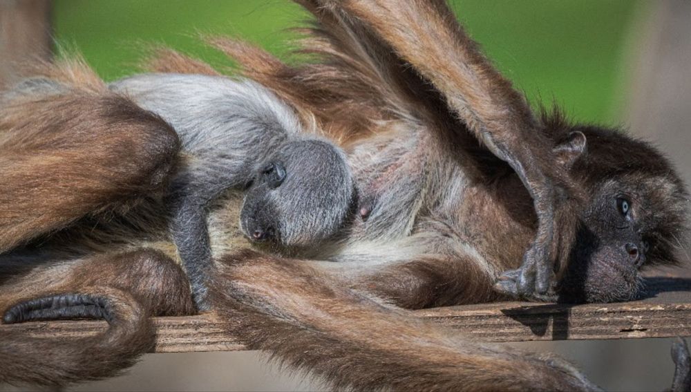Nace una cría de mono araña, especie en extinción, en el Zoo de Barcelona, 