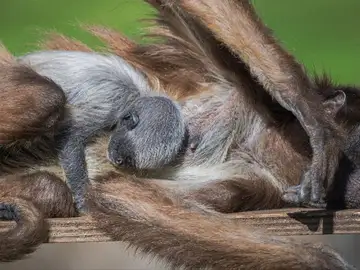 Nace una cría de mono araña, especie en extinción, en el Zoo de Barcelona, Nace una cría de mono araña, especie en extinción, en el Zoo de Barcelona,